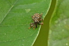 Marshallius multiguttatus