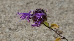 Monardella sinuata nigrescens