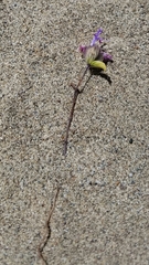 Monardella sinuata nigrescens