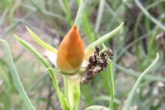 Austrotephritis fuscata