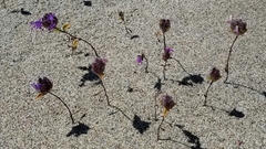 Monardella sinuata nigrescens