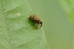 Marshallius multiguttatus
