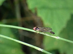 Baccha cognata