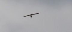 Aerodramus terraereginae