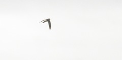 Aerodramus terraereginae
