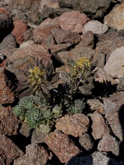Draba aureola