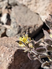 Draba aureola