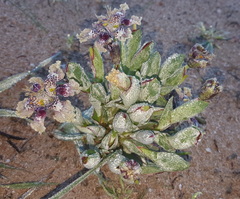 Ferraria densepunctulata