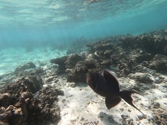 Pseudobalistes fuscus