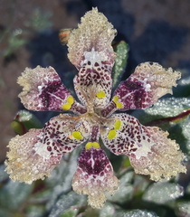 Ferraria densepunctulata
