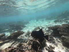 Pseudobalistes fuscus