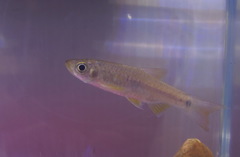 Rasbora