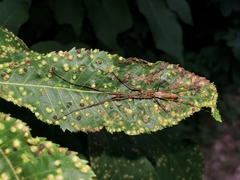 Tetragnatha versicolor