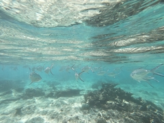 Trachinotus baillonii