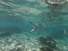 Trachinotus baillonii