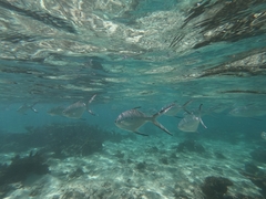Trachinotus baillonii