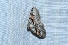 Xanthorhoe packardata