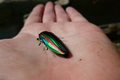 Chrysochroa fulgidissima