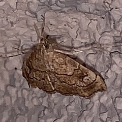 Scybalistodes periculosalis