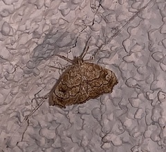 Scybalistodes periculosalis