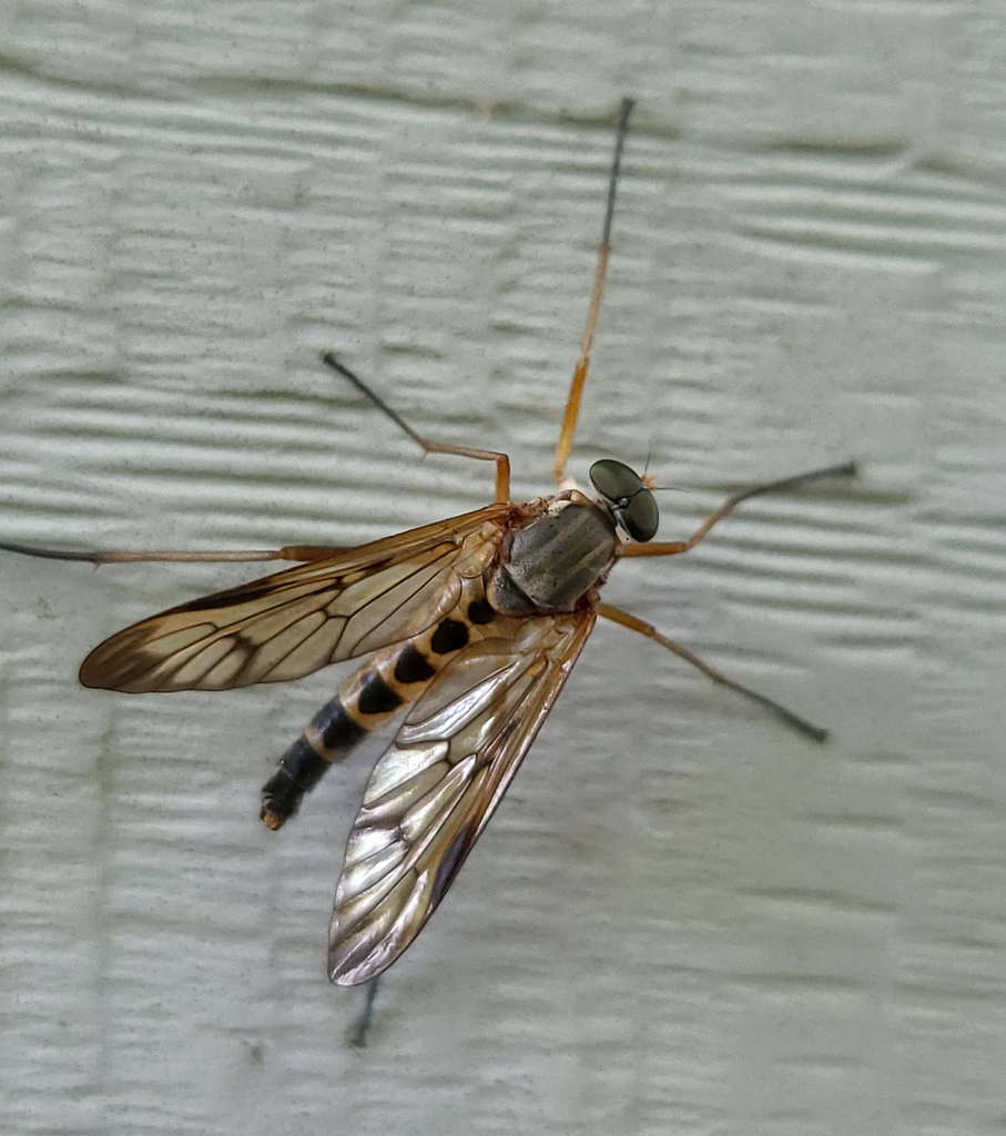 Yellow Downlooker Snipefly