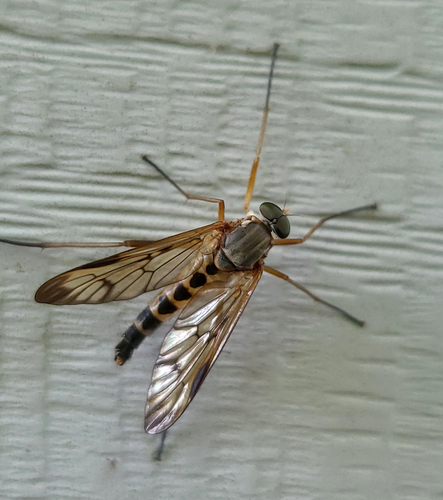 Yellow Downlooker Snipefly