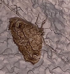 Scybalistodes periculosalis