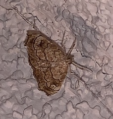 Scybalistodes periculosalis