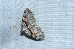 Xanthorhoe packardata