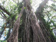 Ficus obliqua