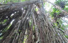Ficus obliqua