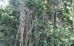 Ficus obliqua