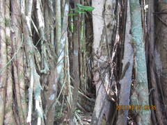 Ficus obliqua