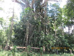 Ficus obliqua
