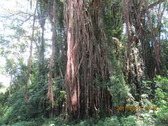 Ficus obliqua