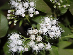 Chromolaena odorata