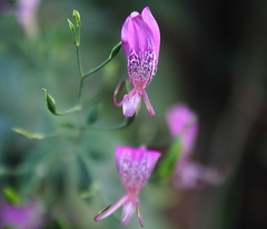 Dicliptera bivalvis