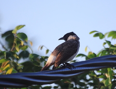 Pycnonotus aurigaster