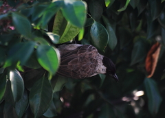 Pycnonotus aurigaster