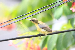 Cinnyris jugularis
