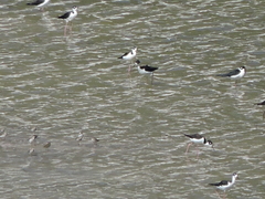 Himantopus mexicanus