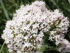Valeriana officinalis