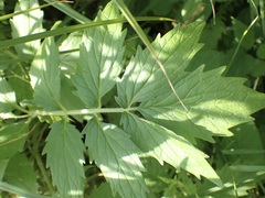 Valeriana officinalis