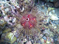Astropyga pulvinata