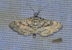 Hileithia rehamalis