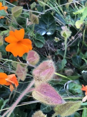 Thunbergia gregorii