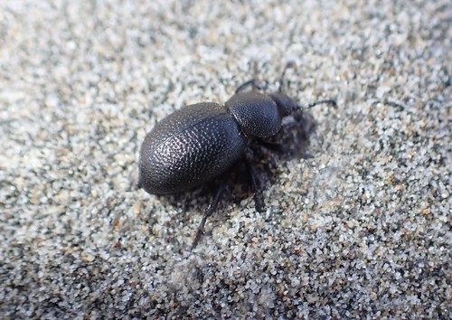 Eleodes scabrosa photo 4