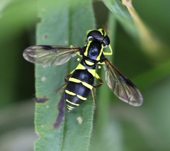 Xanthogramma pedissequum