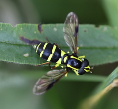 Xanthogramma pedissequum
