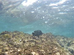 Microspathodon bairdii